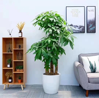 �����̻�����ֲ��